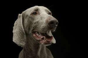 Beautiful Weimarener in the dark photo studio