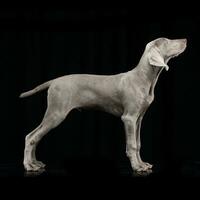 Studio shot of an adorable Weimaraner dog photo