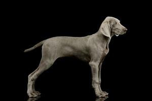 Standard of a beautiful Weimaraner photo