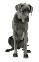 Great Dane sitting in white studio floor photo