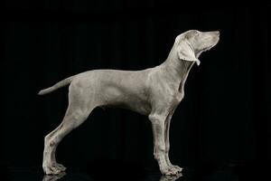 Studio shot of an adorable Weimaraner dog photo