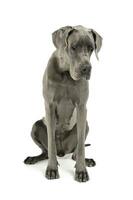 Studio shot of an adorable Deutsche Dogge sitting and looking down sadly photo