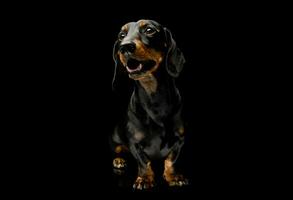 Studio shot of an adorable Dachshund photo