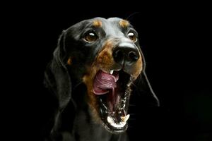 Nice Shorthair Dachshund portrait in dark studio photo