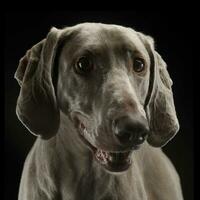Beautiful Weimarener in a dark photo studio
