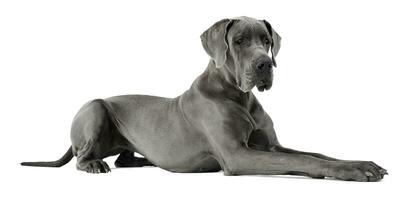 Great Dane lying in white studio floor photo