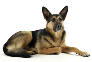 German shepherd lying in the white studio floor photo