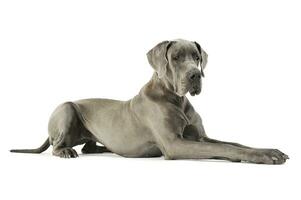 Studio shot of an adorable Deutsche Dogge lying and looking down curiously photo