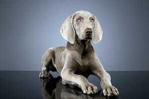 Studio shot of an adorable Weimaraner dog photo