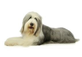 Studio shot of an adorable bearded collie photo