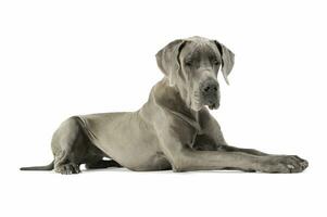 Studio shot of an adorable Deutsche Dogge lying and looking down sadly photo