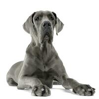 Great Dane lying in the white studio floor photo