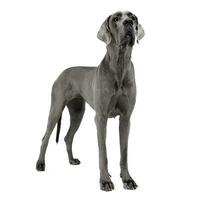 Great Dane staying in a white studio floor photo