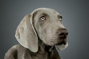 Portrait of a beautiful Weimaraner photo