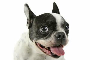 Studio shot of a lovely french bulldog photo