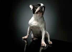 Studio shot of a lovely french bulldog photo