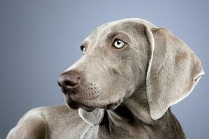 retrato de un adorable Weimaraner perro foto