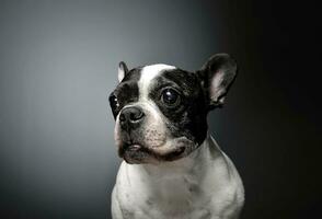 Studio shot of a lovely french bulldog photo