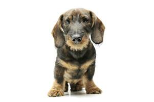 Studio shot of an adorable wired haired Dachshund sitting and looking curiously at the camera photo