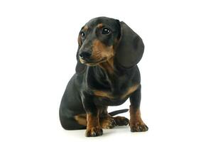 Studio shot of an adorable Dachshund photo