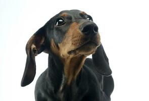 short hair puppy dachshund portrait in white background photo