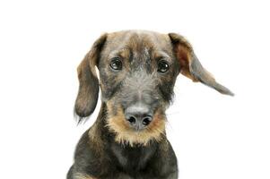 Portrait of an adorable wired haired Dachshund looking curiously at the camera photo