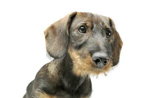 retrato de un adorable cableado peludo perro tejonero mirando curiosamente foto