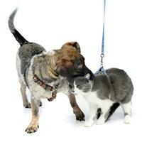 un adorable mezclado raza perro jugando con un gato foto