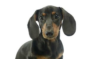 short hair puppy dachshund portrait in white background photo