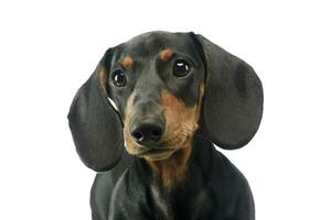 Portrait of an adorable Dachshund photo