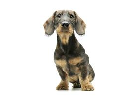 Studio shot of an adorable wired haired Dachshund sitting and looking curiously at the camera photo