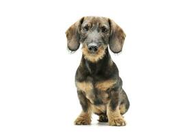 Studio shot of an adorable wired haired Dachshund sitting and looking curiously at the camera photo