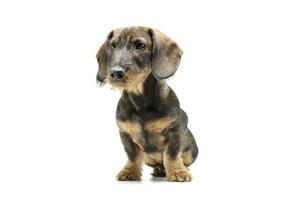 Studio shot of an adorable wired haired Dachshund sitting and looking curiously photo