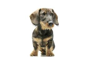 Studio shot of an adorable wired haired Dachshund sitting and looking curiously photo