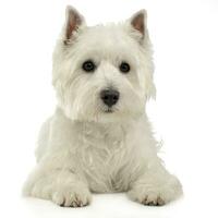 West Highland White Terrier lying on the white studio floor photo