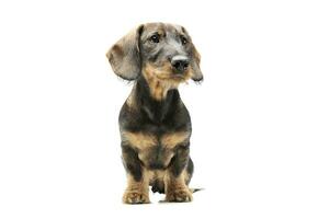 Studio shot of an adorable wired haired Dachshund sitting and looking curiously photo