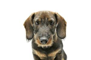 Portrait of an adorable wired haired Dachshund looking curiously at the camera photo