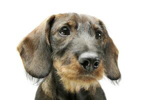 Portrait of an adorable wired haired Dachshund looking curiously photo