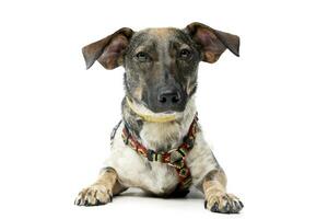 Studio shot of an adorable mixed breed dog photo