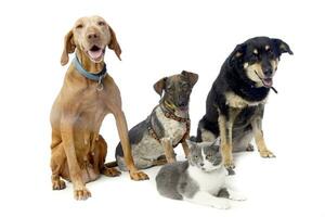 Studio shot of a Hungarian Vizsla, two mixed breed dog and a cat photo