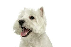 West Highland White Terrier portrait in a white studio photo