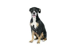 Studio shot of a lovely Mixed breed dog photo