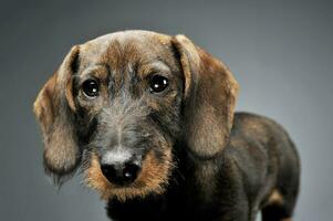 Portrait of an adorable wired haired Dachshund looking curiously at the camera photo