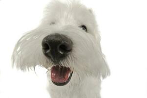 West Highland White Terrier portrait in a white studio photo