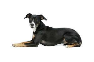 Studio shot of a lovely Mixed breed dog photo