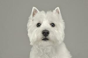 Oeste tierras altas blanco terrier retrato en un blanco estudio foto