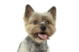 Portrait of an adorable Yorkshire Terrier looking satisfied photo