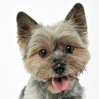 Yorkshire Terrier portrait in white background photo