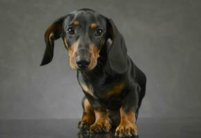 corto pelo perrito perro tejonero retrato en gris antecedentes foto
