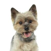 Portrait of an adorable Yorkshire Terrier looking satisfied photo